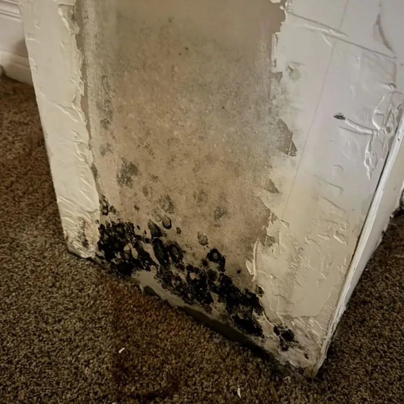 Professional Mold Removal in DuPont, WA